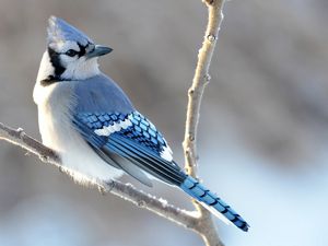 Blue jay