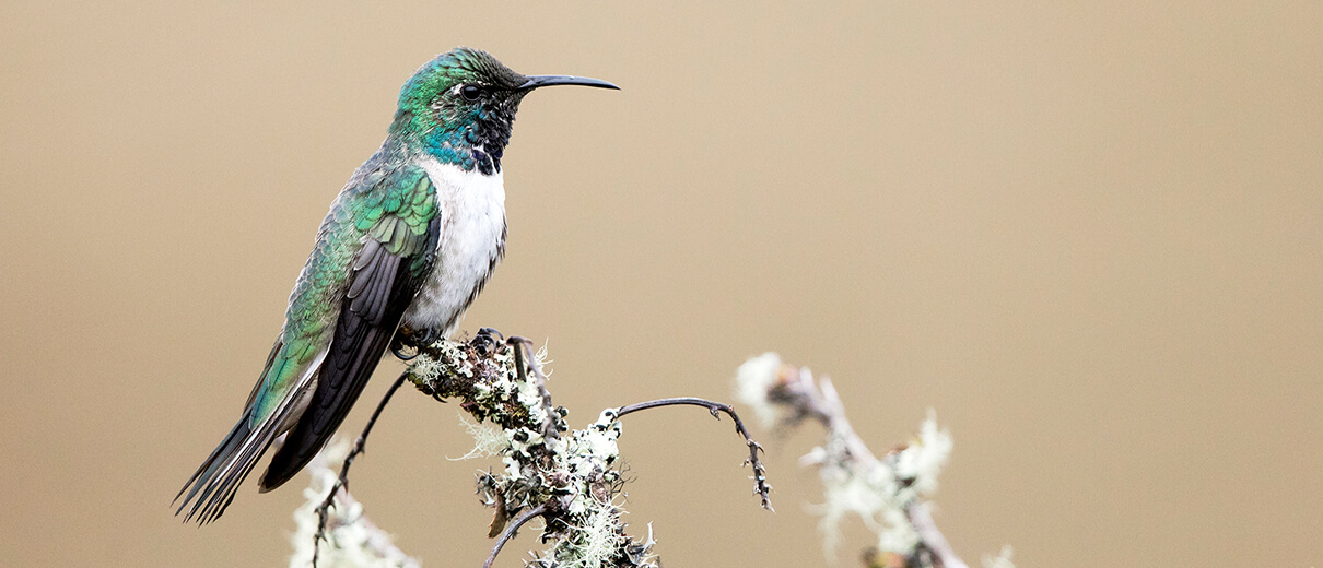 Fascinating facts about hummingbirds