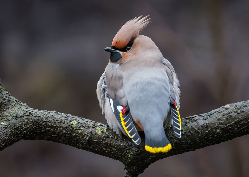 Bohemian Waxwing Most Beautiful Birds