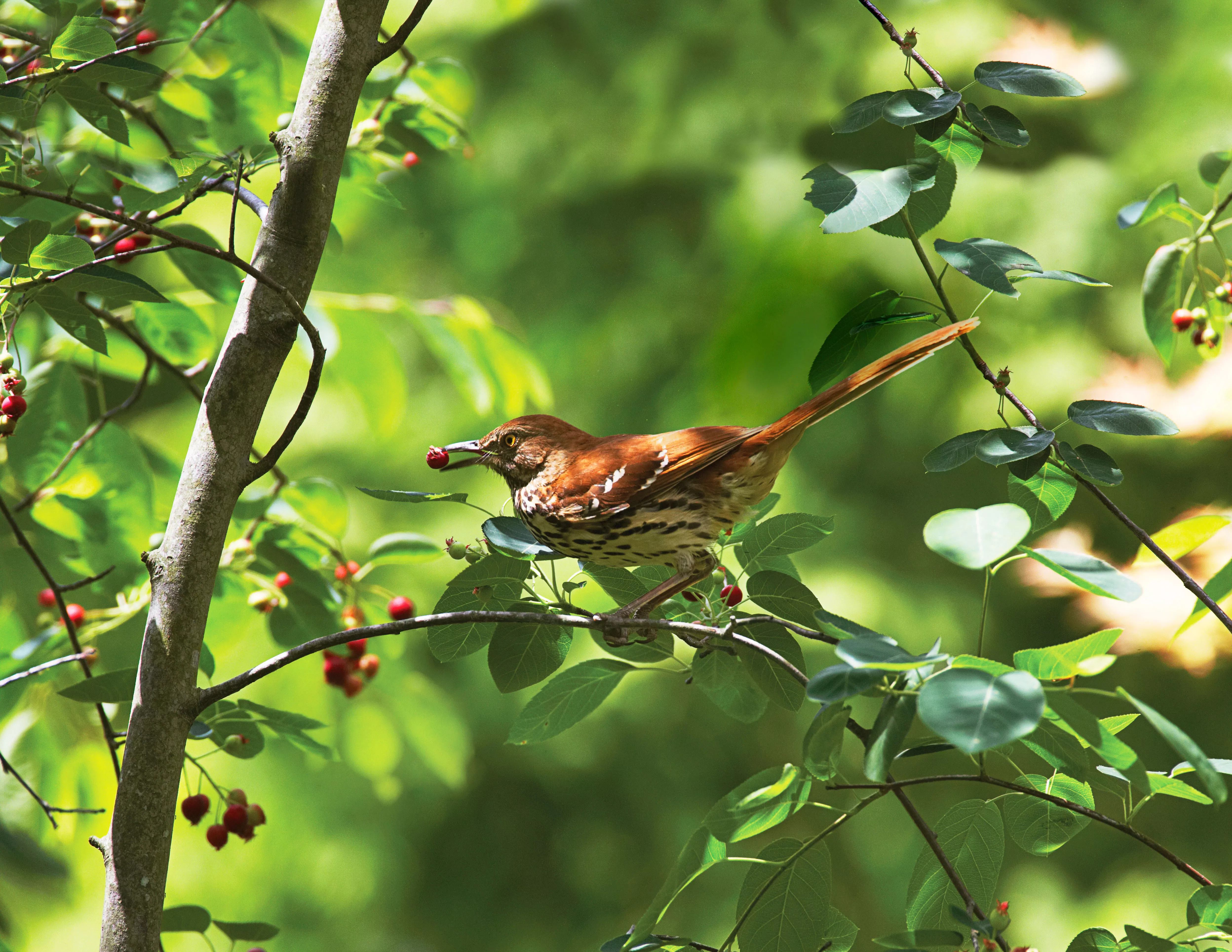 Brown thrasher bird