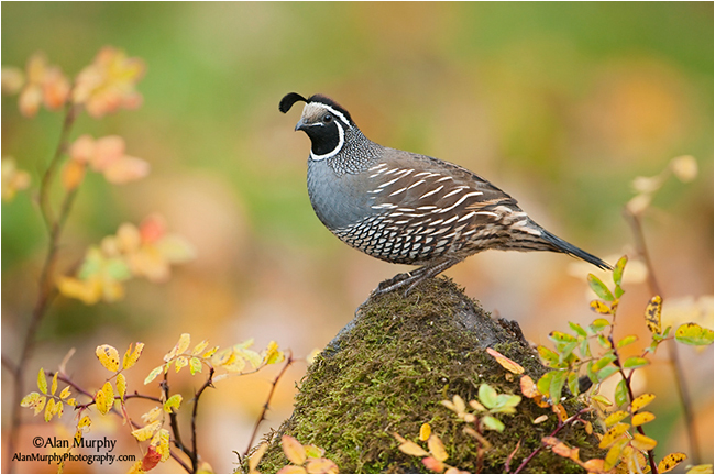 California Quail by Alan Murphy ©