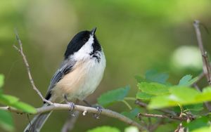 Carolina chickadee