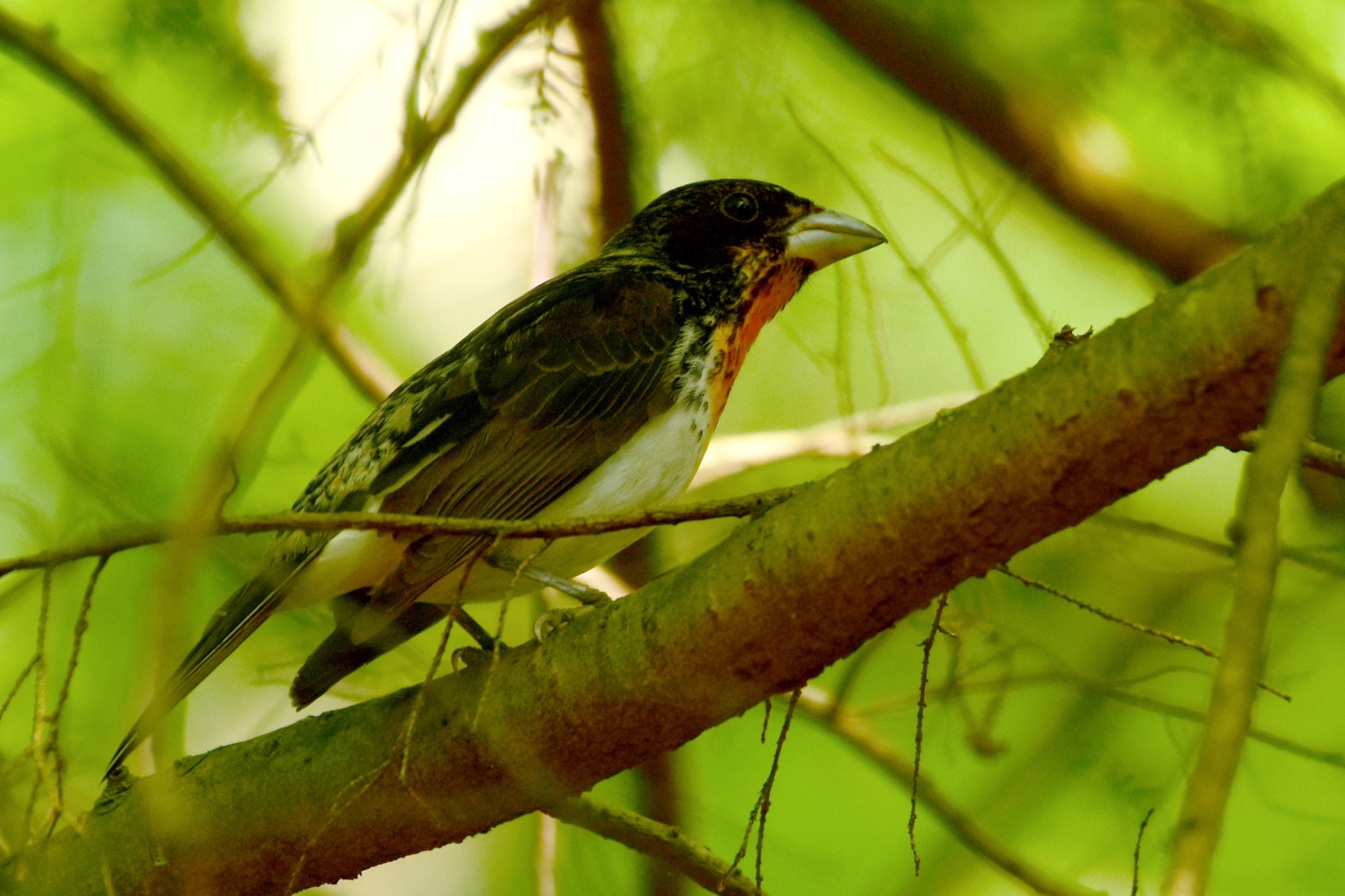 Picture of a hybrid bird between the Rose-Breasted Grosbeak and the Scarlet Tanager.