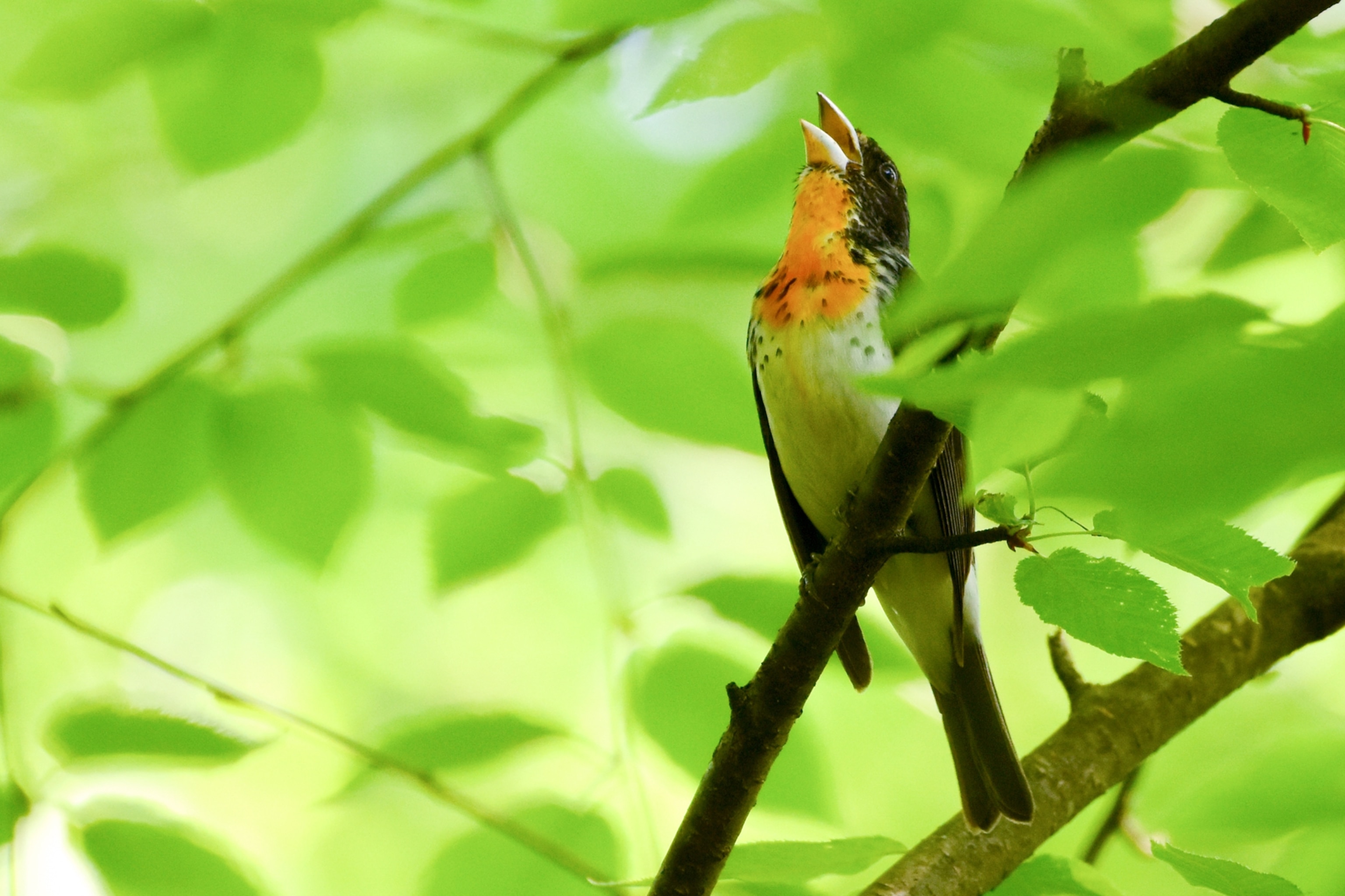 Picture of a hybrid bird between the Rose-Breasted Grosbeak and the Scarlet Tanager.