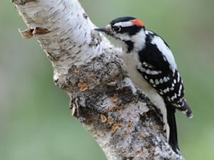 Downy woodpecker