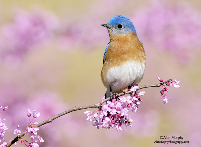 Eastern Bluebird by Alan Murphy ©