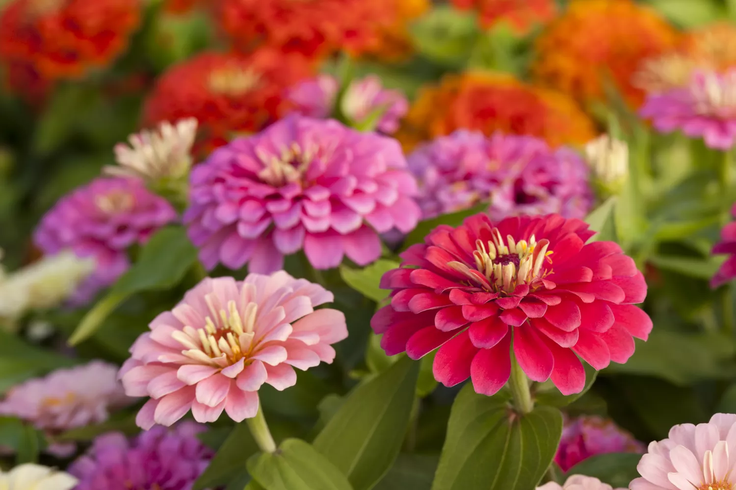 Colorful zinnias in the garden