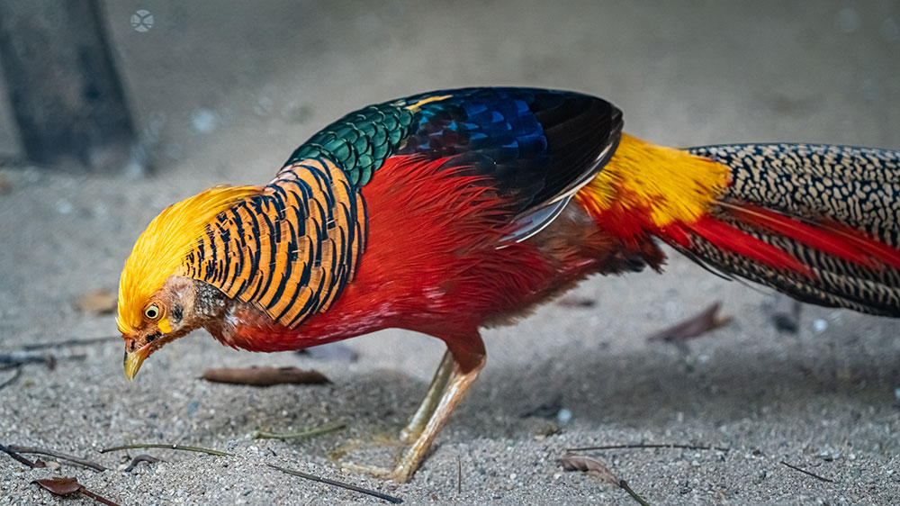 Golden Pheasant Most Beautiful Bird in the World