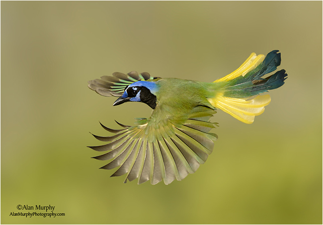 Green Jay by Alan Murphy ©