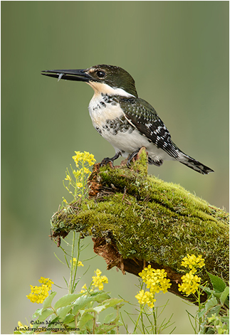 Green Kingfisher by Alan Murphy ©