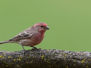 House finch