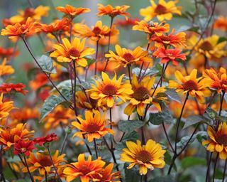 Heliopsis Bleeding Heart – or oxeye false sunflower