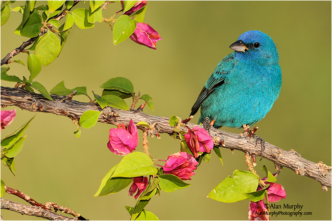 Indigo Bunting by Alan Murphy ©