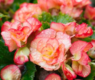 Begonia flowers