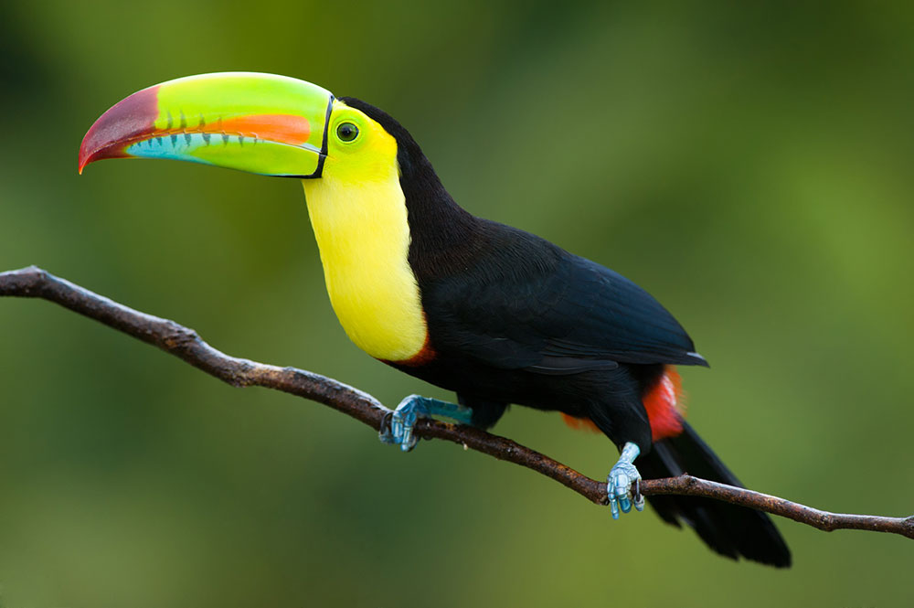 Keel-billed Toucan Unique Birds