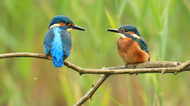 Kingfisher adult and juvenile © Jon Hawkins - Surrey Hills Photography