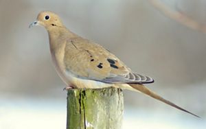 Mourning dove