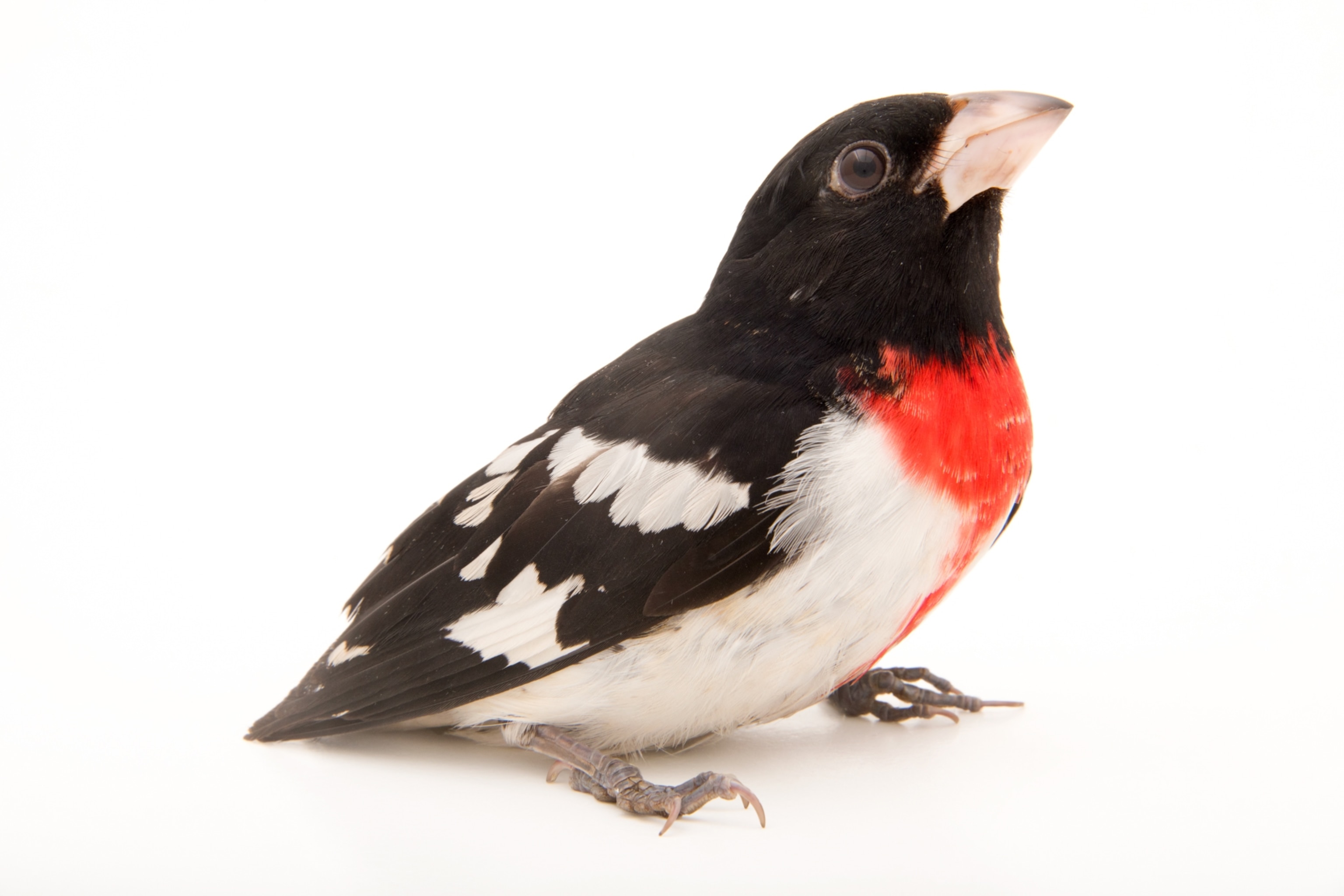 Picture of a rose breasted grosbeak, Pheucticus ludovicianus, at Nebraska Wildlife Rehab, Incorporated.