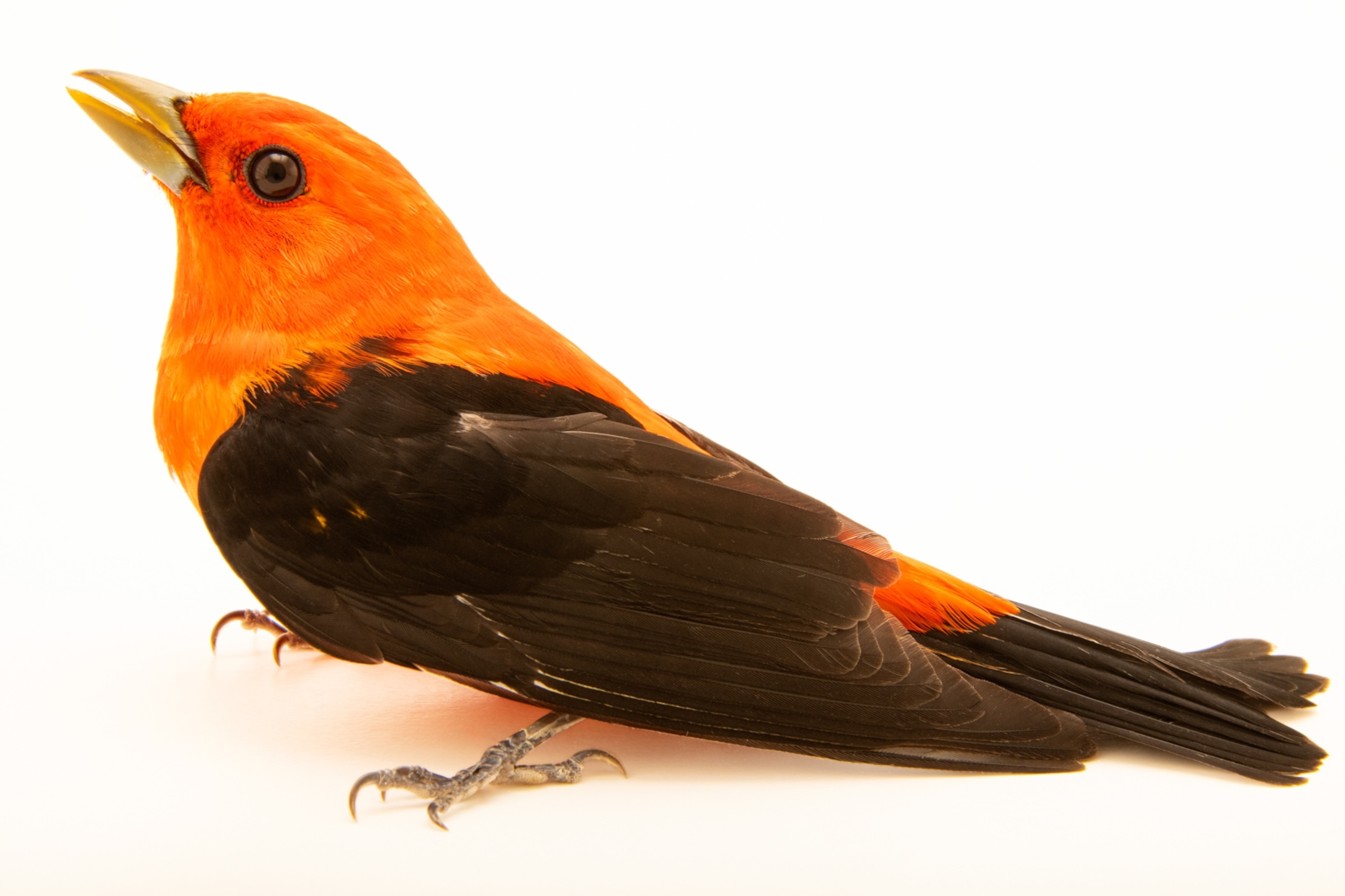 Picture of a scarlet tanager, Piranga olivacea, at the Wildlife Rehabilitation Center of Minnesota.