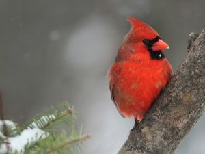 Northern cardinal