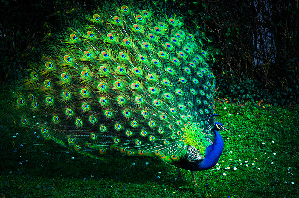 Peacock Bird with Colorful Feathers