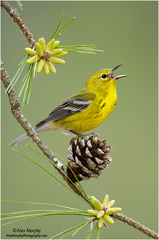 Pine Warbler by Alan Murphy ©