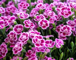 Dianthus flowers or pinks