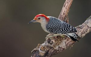 Red-bellied woodpecker