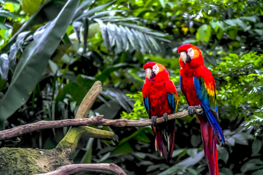 Scarlet Macaw Most Colorful Birds