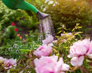 Watering peonies with a watering can