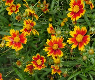 Coreopsis flowers