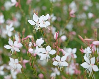 Gaura flowers