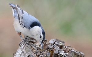 White-breasted nuthatch