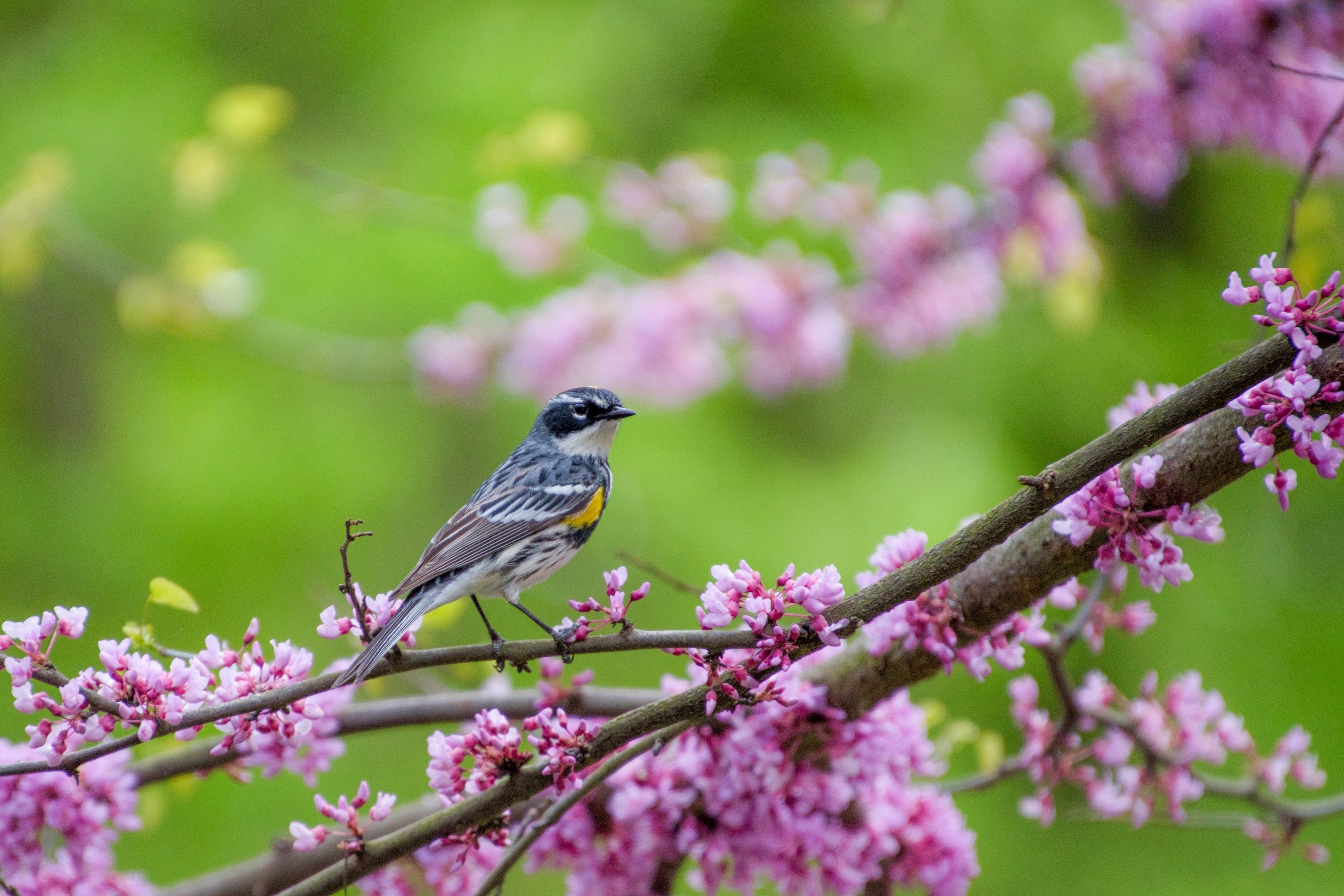 A warbler sits on a branch as pink flowers bloom around it.