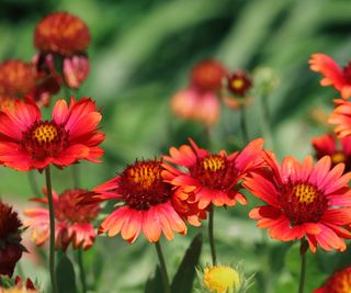 Red gaillardia blanket flowers