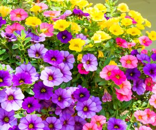 Purple, pink, and yellow calibrachoa or million bells