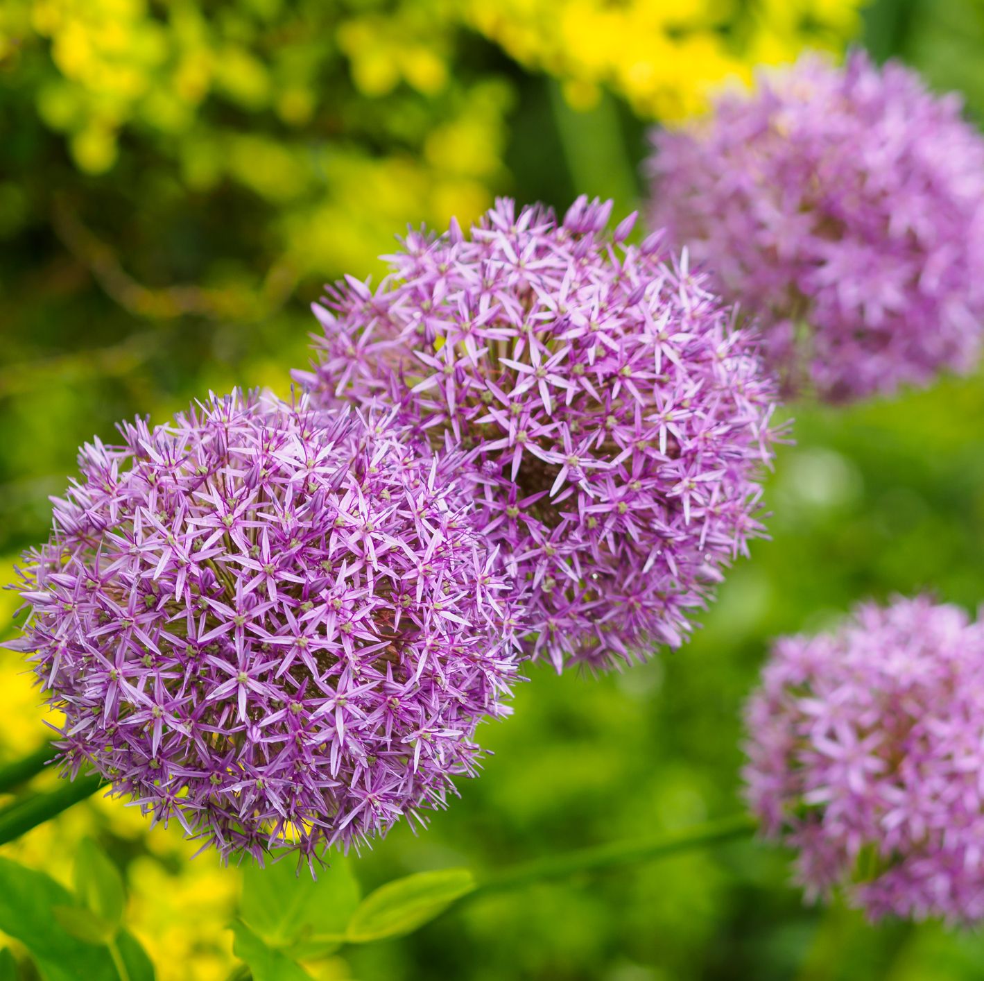 allium flower at bellevue botanical garden