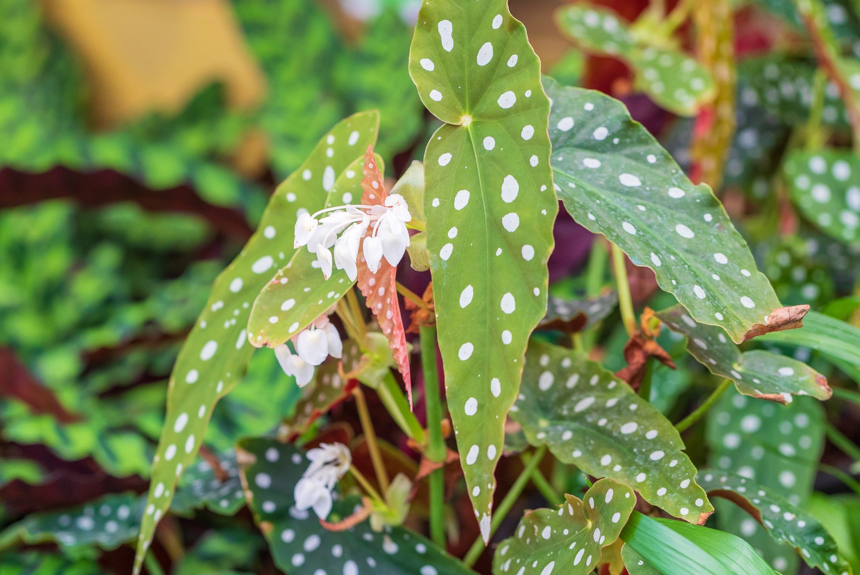 how to grow angel wing begonia