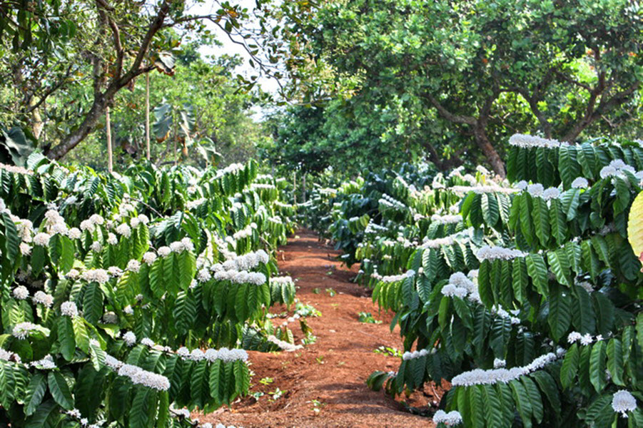 Hình ảnh hoa cà phê đẹp