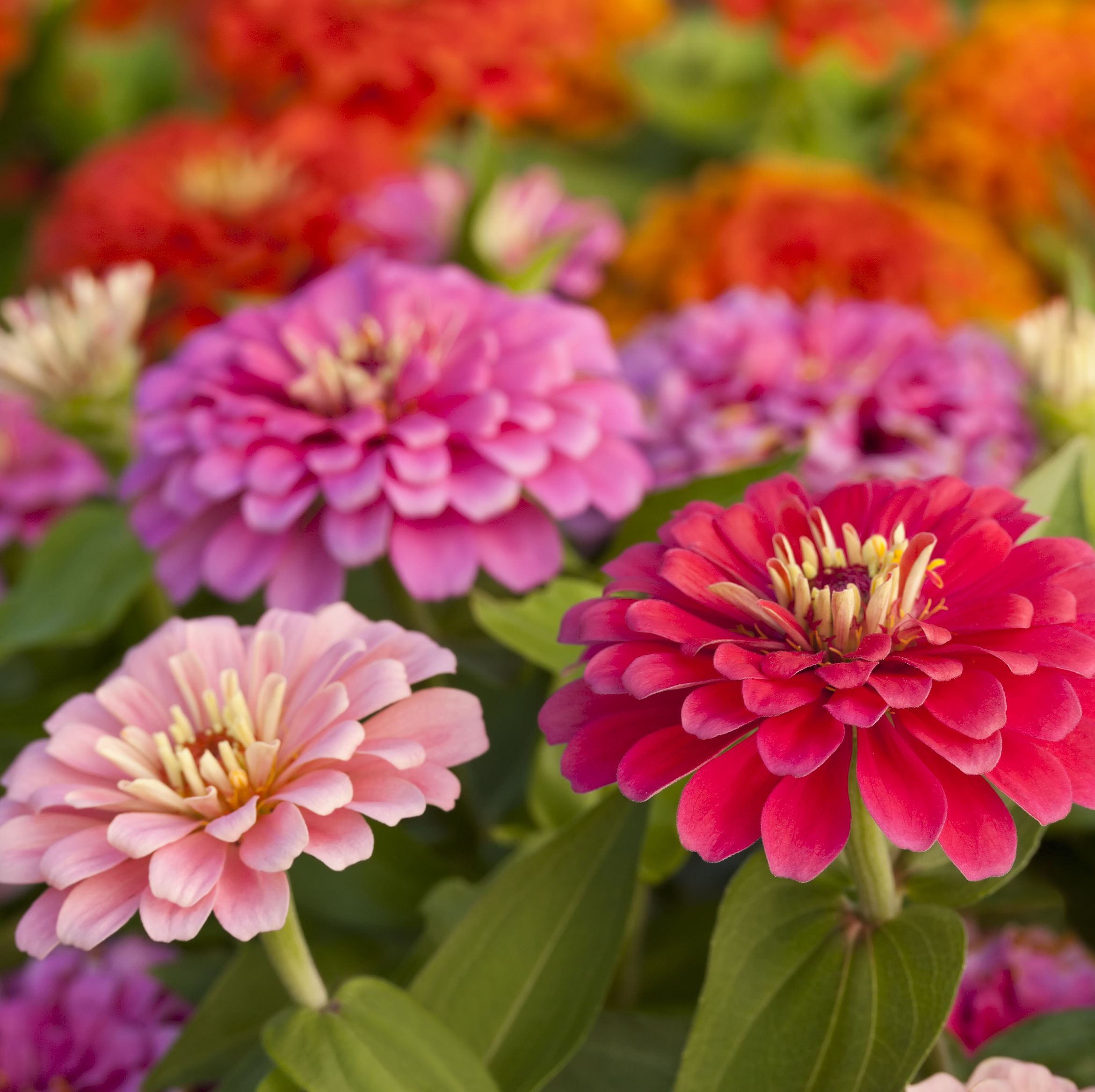 summer flowers, an assortment of pink shaded zinnias in a flower patch