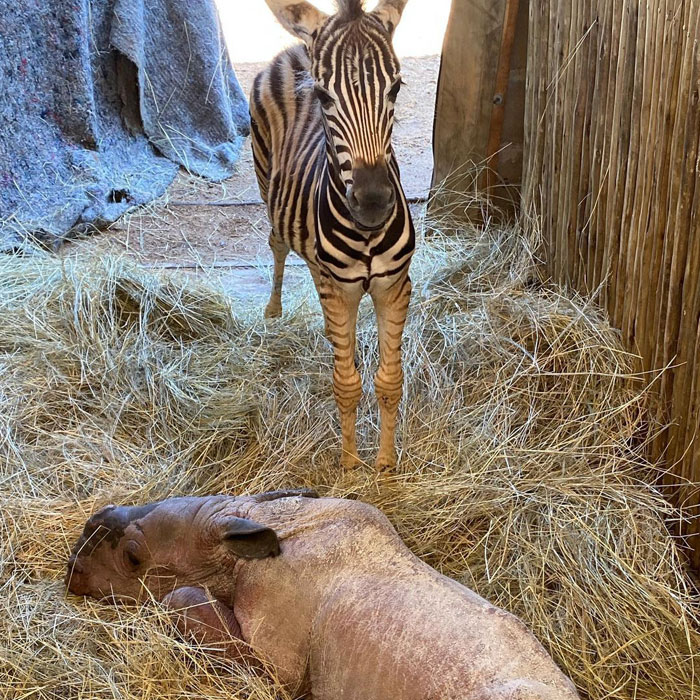 Orphan Rhino Sanctuary Finds An Abandoned Zebra And Takes It Under Their Care, Gifting A Best Friend To One Of The Rhinos There