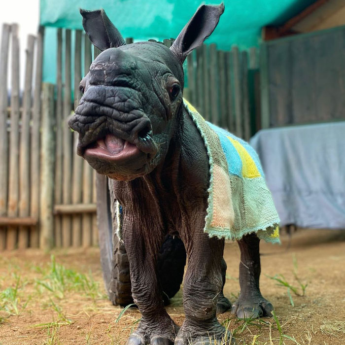 Orphan Rhino Sanctuary Finds An Abandoned Zebra And Takes It Under Their Care, Gifting A Best Friend To One Of The Rhinos There