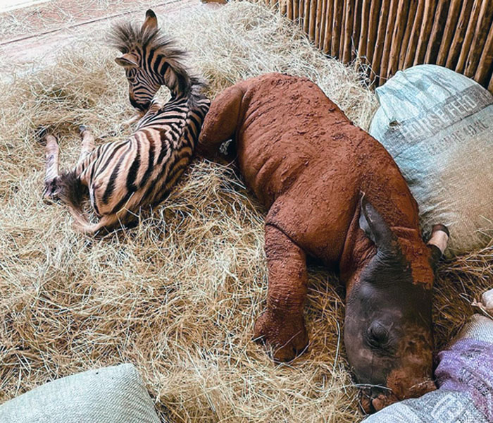 Orphan Rhino Sanctuary Finds An Abandoned Zebra And Takes It Under Their Care, Gifting A Best Friend To One Of The Rhinos There