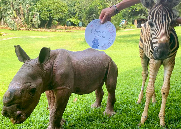 Orphan Rhino Sanctuary Finds An Abandoned Zebra And Takes It Under Their Care, Gifting A Best Friend To One Of The Rhinos There