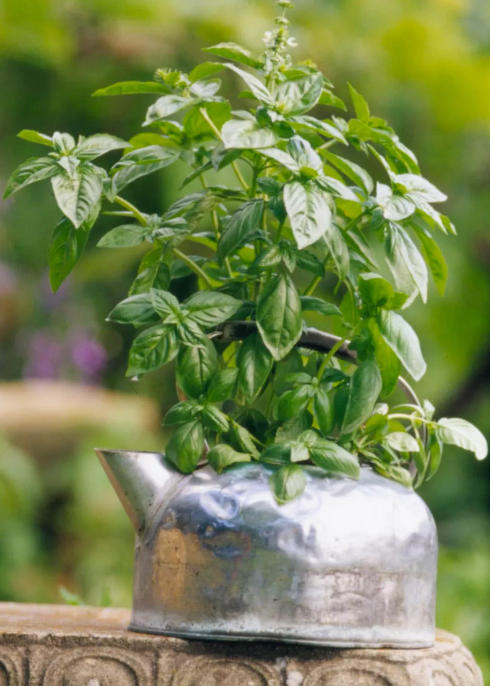 Basil Ocimum basilicum