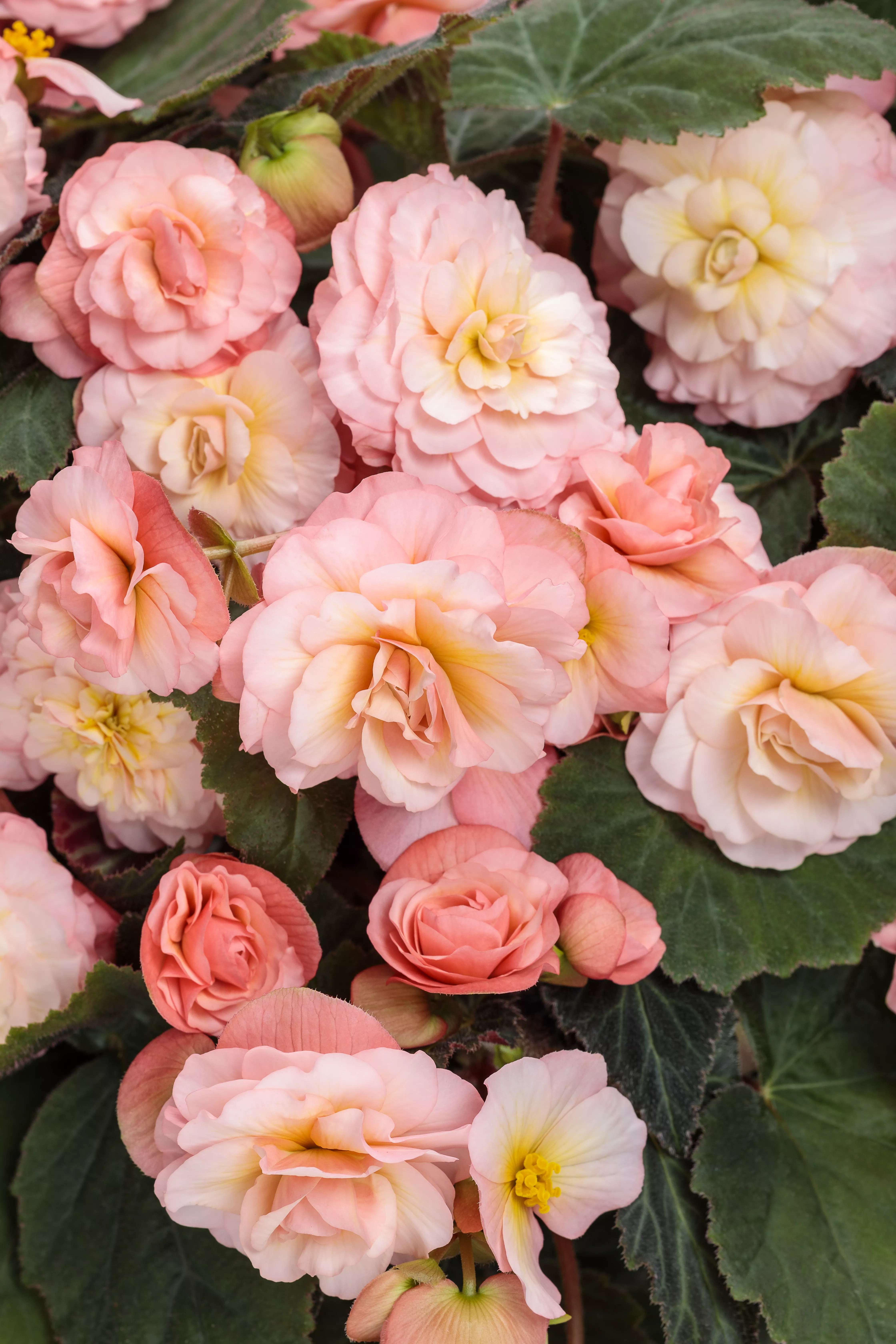 close up of begonia double delight blush rose flowers