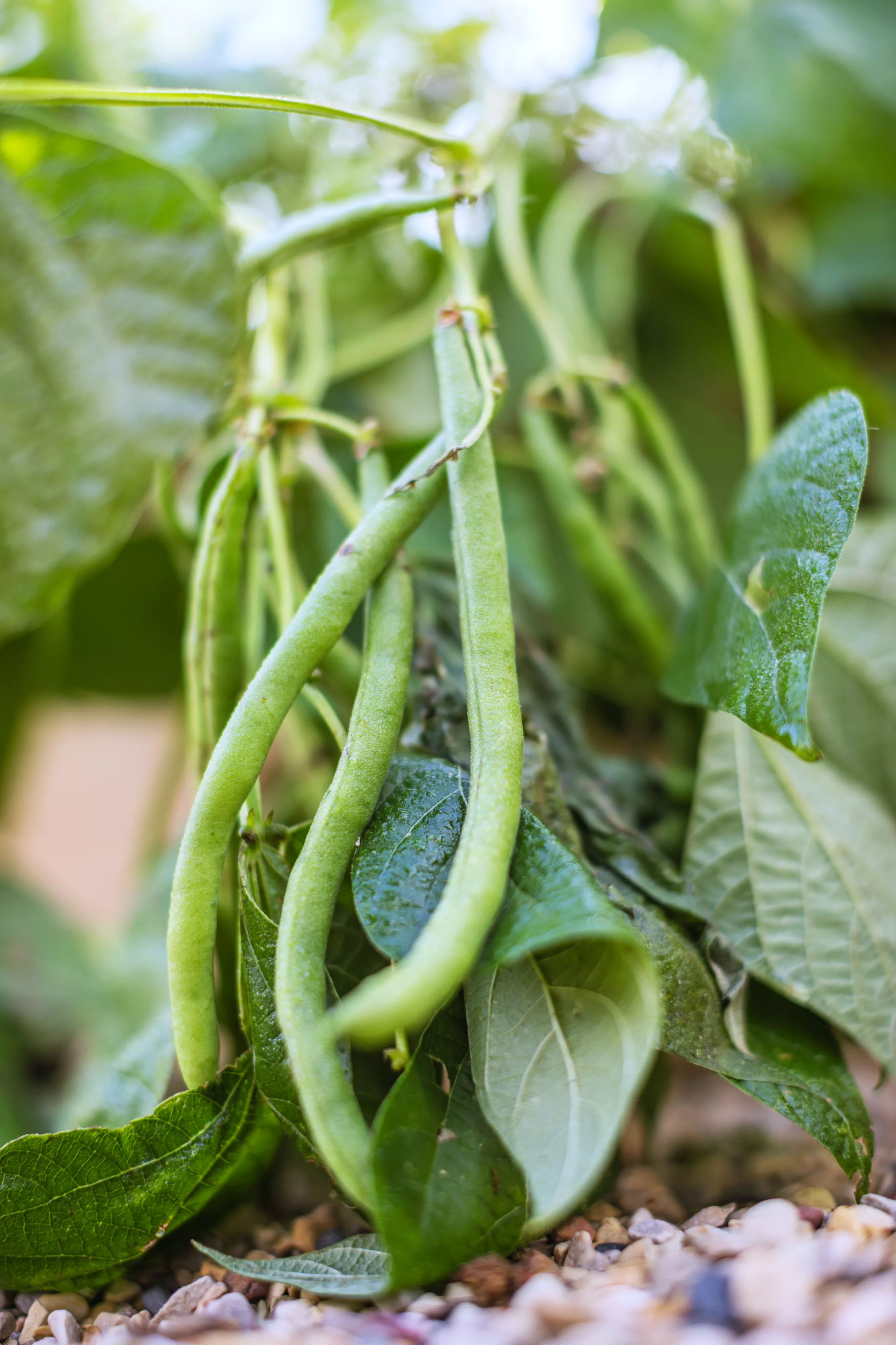 close up of a green bean plant 