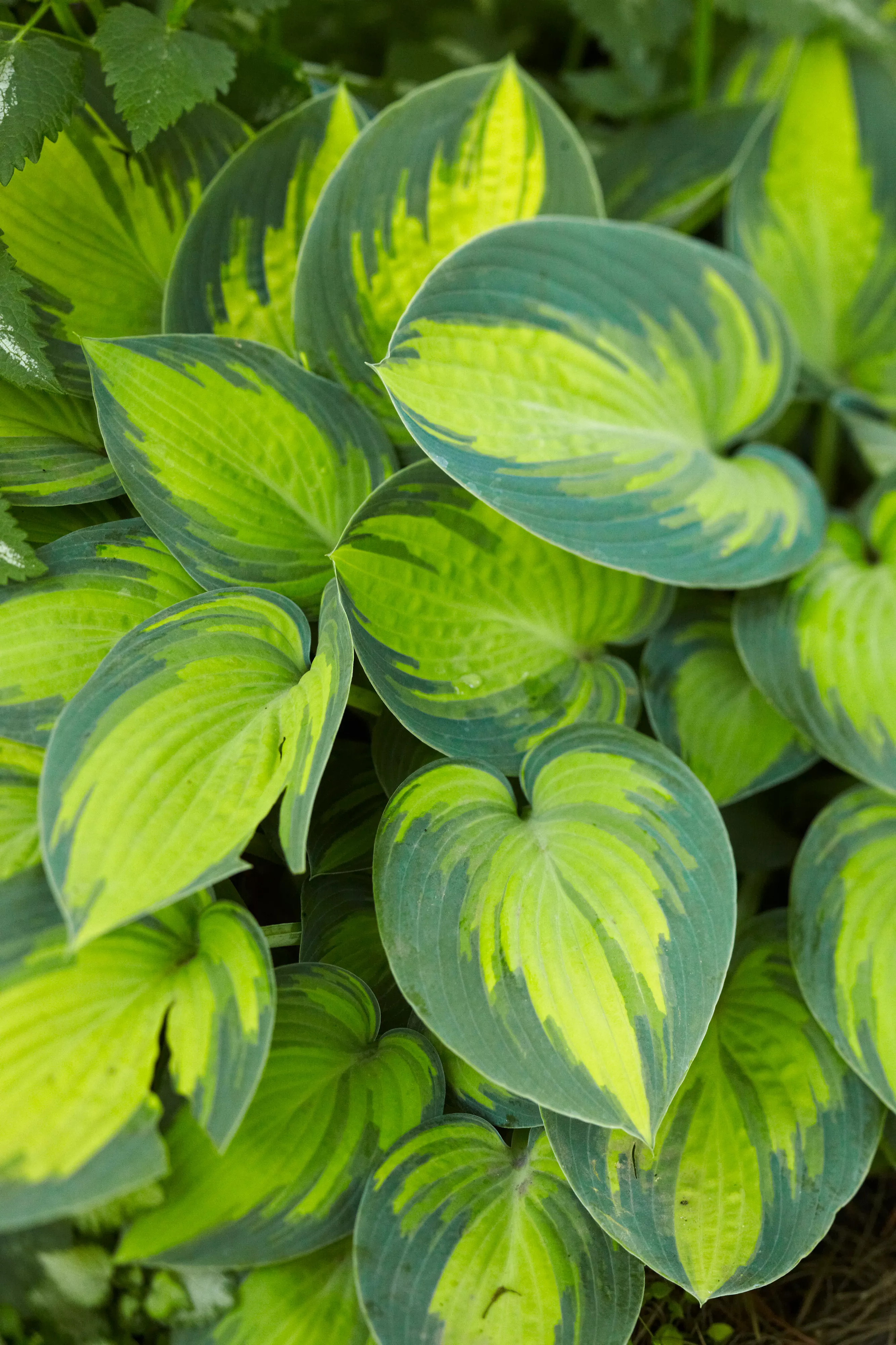 close up of hosta leaves