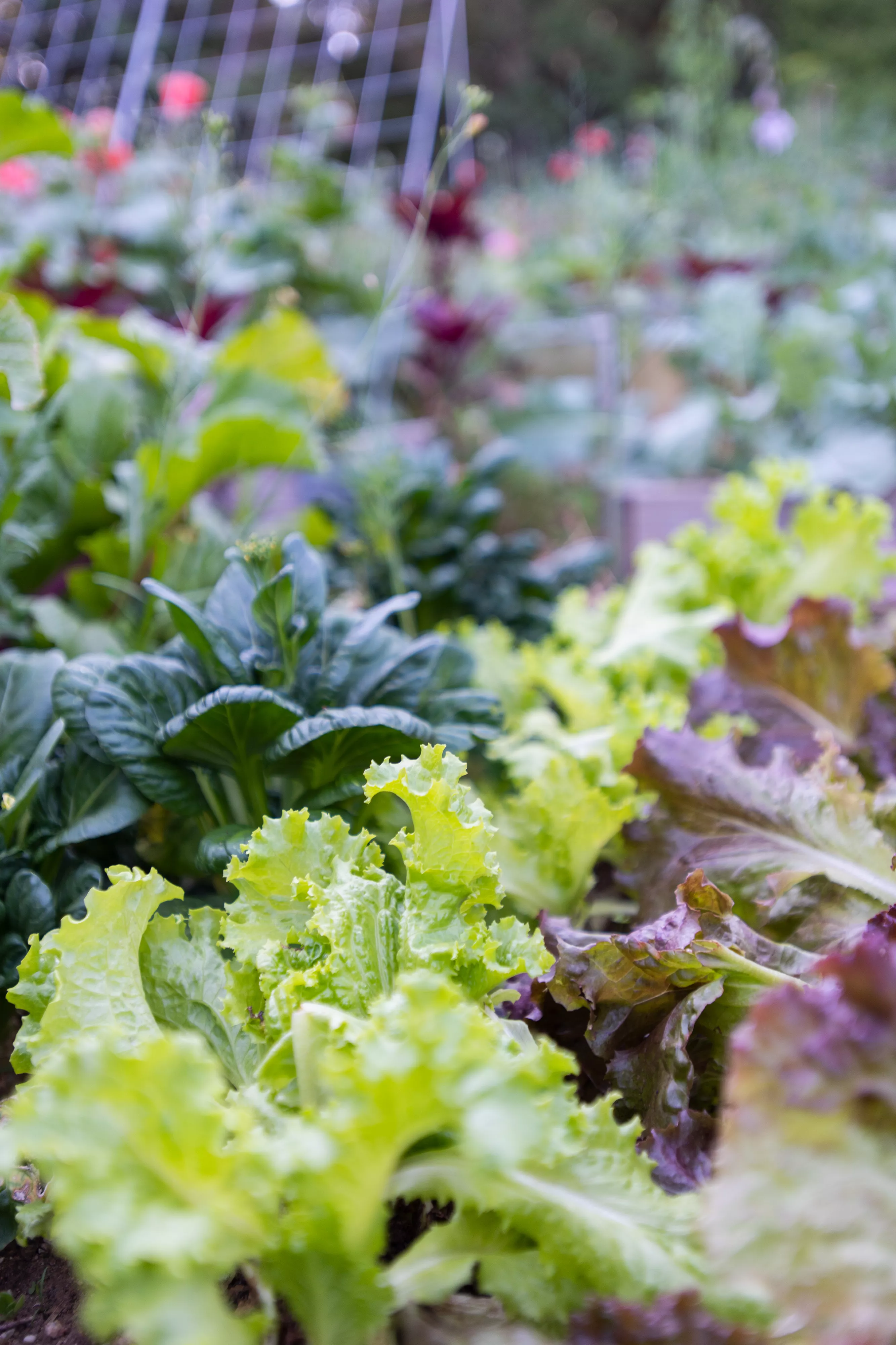 close up of lettuce in the garden