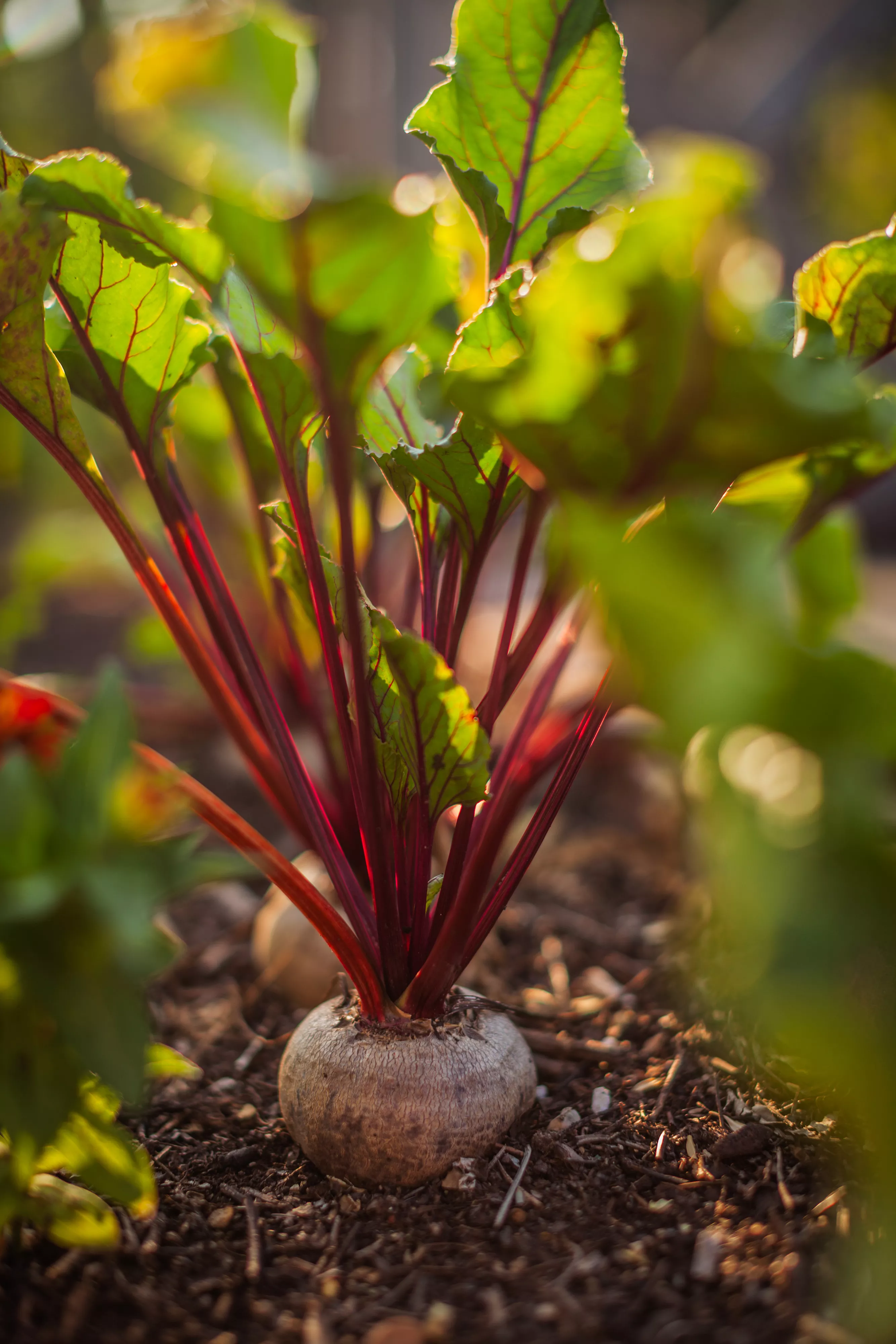 close up of beets